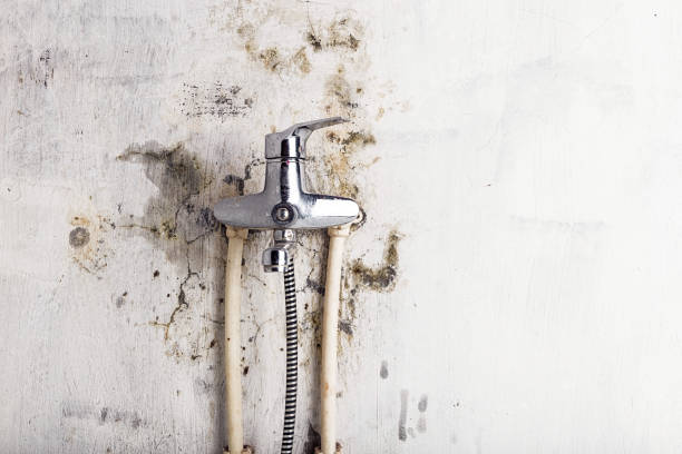 Best Affordable Mold Removal  in Antigo, WI