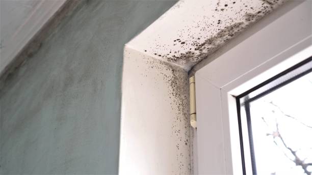 Best Mold Cleaning Services  in Antigo, WI