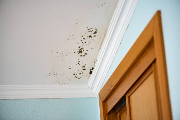 Best Commercial Mold Removal  in Antigo, WI
