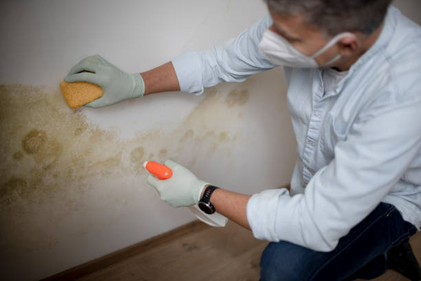 Trusted Antigo, WI Mold Removal Experts