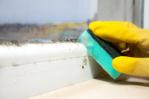 Best Certified Mold Removal  in Antigo, WI