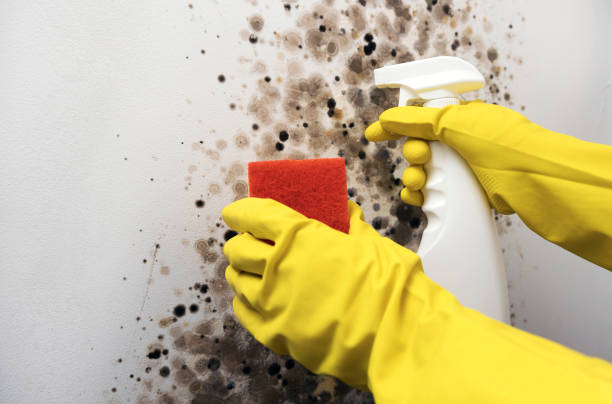 Best Black Mold Removal  in Antigo, WI