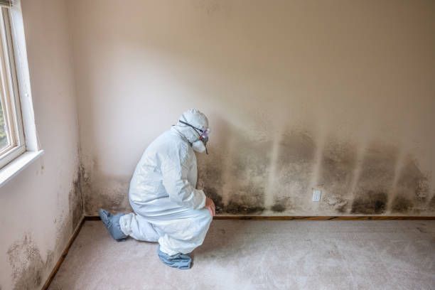 Best Toxic Mold Removal  in Antigo, WI