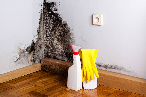 Best Mold Removal and Inspection  in Antigo, WI