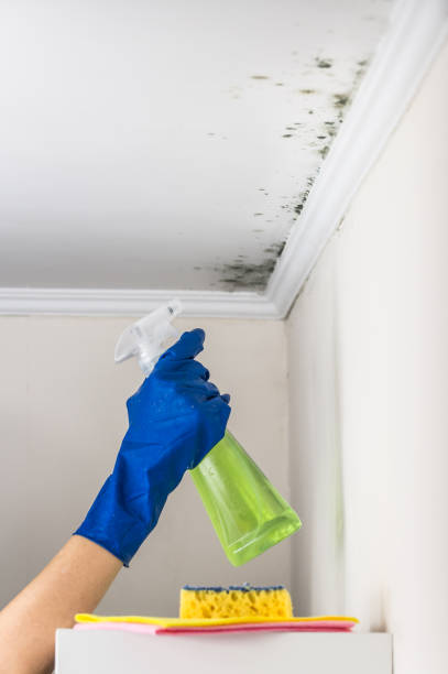 Best Professional Mold Removal  in Antigo, WI